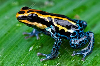 Amazon dart frog
