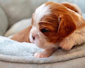 A Newborn Cavalier King Charles Spaniel Puppy