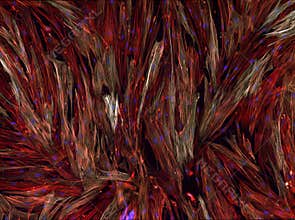 Real fluorescence microscopic view of human cells - human lung fibroblasts