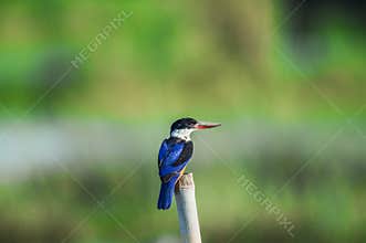 Black-capped Kingfisher in Hong Kong Formal Name: Halcyon pileata