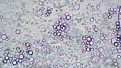 Bright microcosm of lactobacilli under the microscope