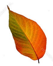 Fall leaf