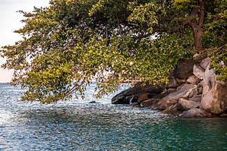 Beautiful tree on the beach of Boca de Tomatlan, Jalisco, Mexico