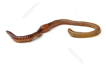 Earthworm