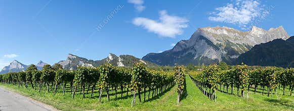 Panorama view of mountain landscape and Pinot Noir vineyards in the Swiss Alps
