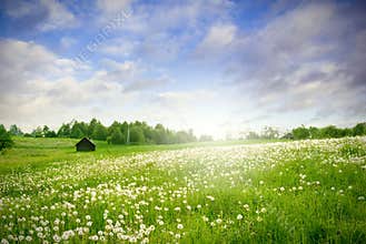 Green field landscape