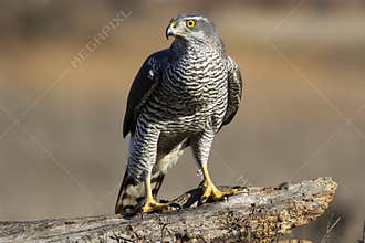 Adult wild azor, Accipiter gentilis, perched on its usual perch
