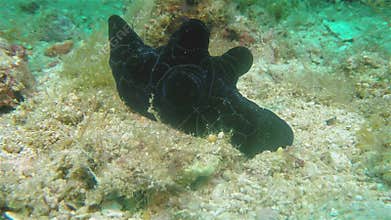Sea snail sea slug or velutin snail nudibranch with black camouflage underwater close up