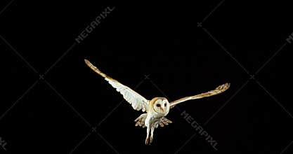 Barn Owl, tyto alba, Adult in flight, Normandy in France,