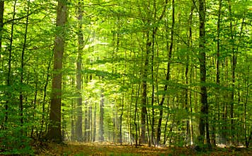 Deciduous forest in summer