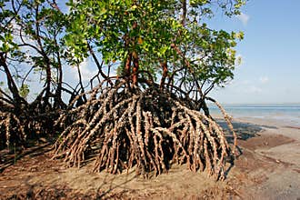 Mangrove tree