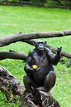Ape - Orangutan