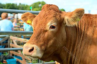 Portrait of a brown cow at an agricultural show
