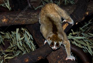 Slow loris