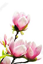 Magnolia tree blossoms