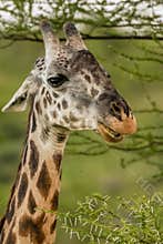 Giraffe in front Amboseli national park Kenya