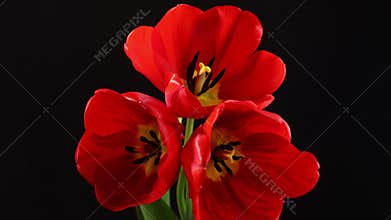 Tulips. Timelapse of bright red striped colorful tulips flower blooming on black background