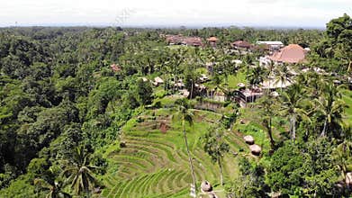 Top view of Abstract geometric shapes of agricultural parcels in green color. Bali rice fields with water. Aerial view