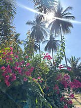 The sun palm trees and pink flowers
