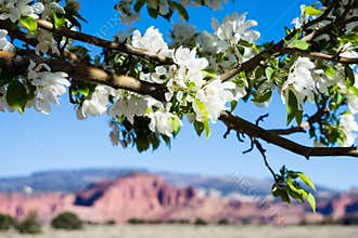 Apple tree blooming in Utah desert