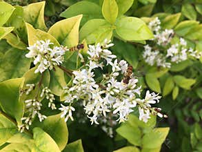 Two bees gathering nectar