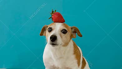 Dog with strawberries on head