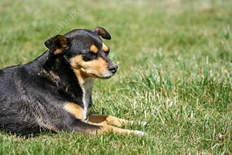 Dog lies in park background. No activity dog in park