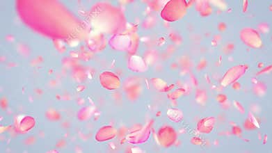 Pink Rose Petals exploding in 4K