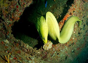 Green Moray Eel-Gymnothorax funebris
