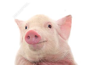 Portrait of a pig