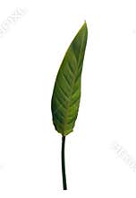 Long stem bird of paradise plant leaf