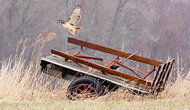 Red-tailed Hawk Liftoff from an Old Wagon