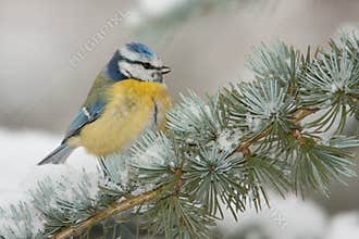 Blue tit in winter