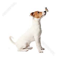 Cute Jack Russel Terrier and butterfly on background. Lovely dog
