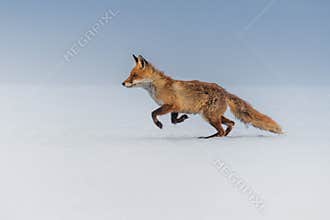 Red fox Vulpes vulpes with a bushy tail hunting