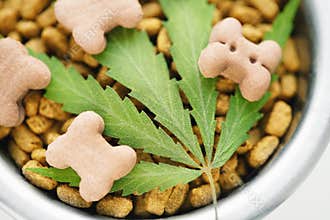 Concept of medical marijuana for pets concept. Hemp Dog Treats. Legal medicinal applications of marijuana-themed CBD food for Dogs