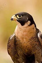 Peregrine Falcon