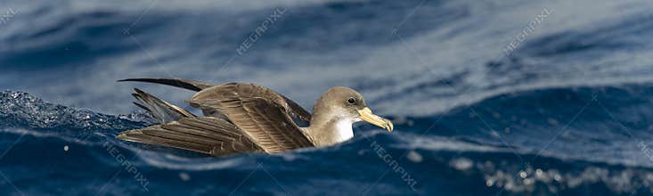 Cory`s Shearwater on the waters of the Atlantic Ocean in the Azores Islands