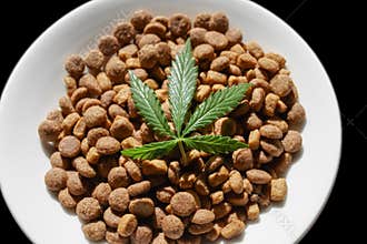 CBD Hemp Food delicacy for dogs and cats in dishes with green leaf of hemp close-up with copy space on black background - CBD