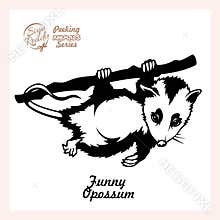 Possum hanging on a branch isolated on white