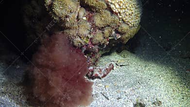 Red alga swaying in the water at night on a coral reef. Marsa Alam, Abu Dabab, Egypt