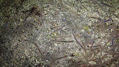 Small octopus at night in a flock of small fish. Red Sea, Marsa Alam, Abu Dabab, Egypt