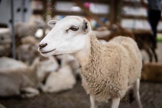Farm animals in the barn