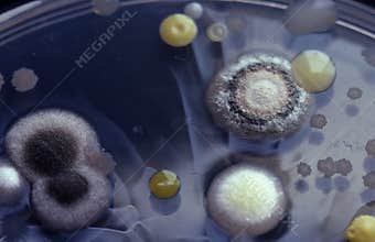 Bacteria and moulds