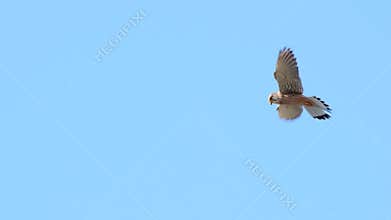 Common Kestrel in flight falco tinnunculus hovering in the sky looking down for food