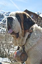 Saint Bernard Rescue Dog