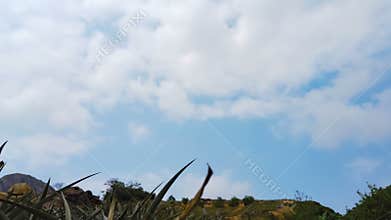 Vertical pan view of pine apple plants in the field timelapse