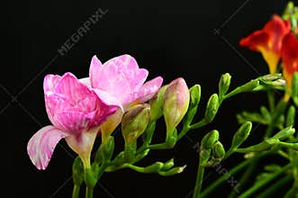 The very pretty colorful freesia close up in  the sunshine
