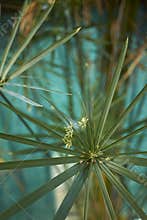 Cyperus alternifolius in bloom