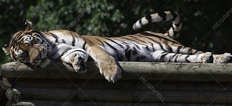 Amur tiger - sleeping on some logs